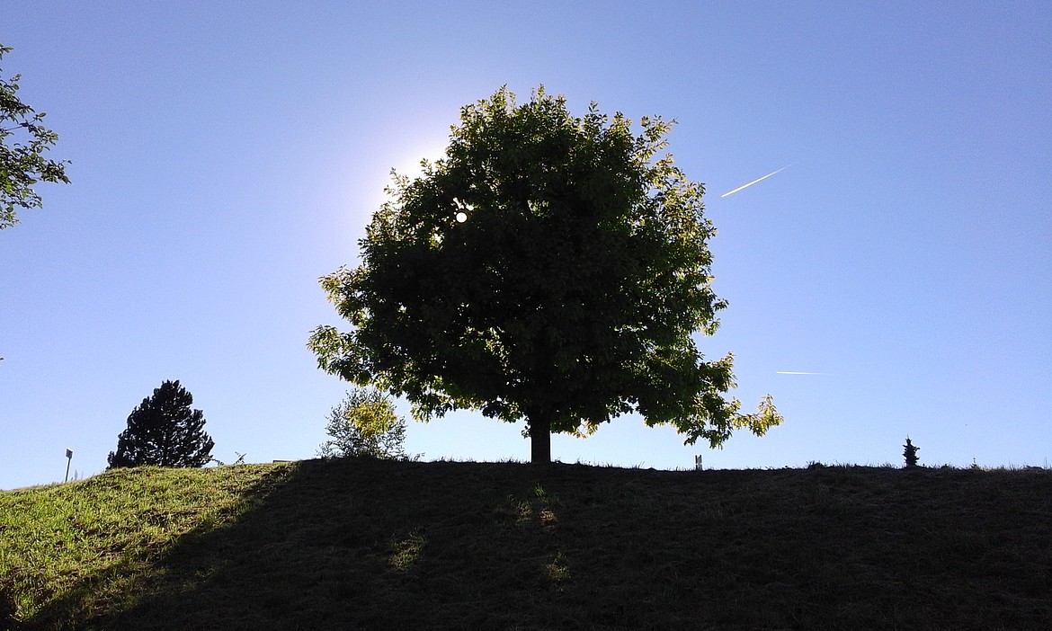 Arbre école